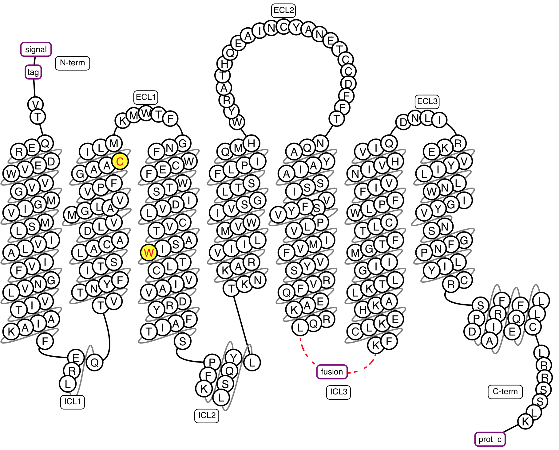 Example snakeplot representation of a construct under construction.